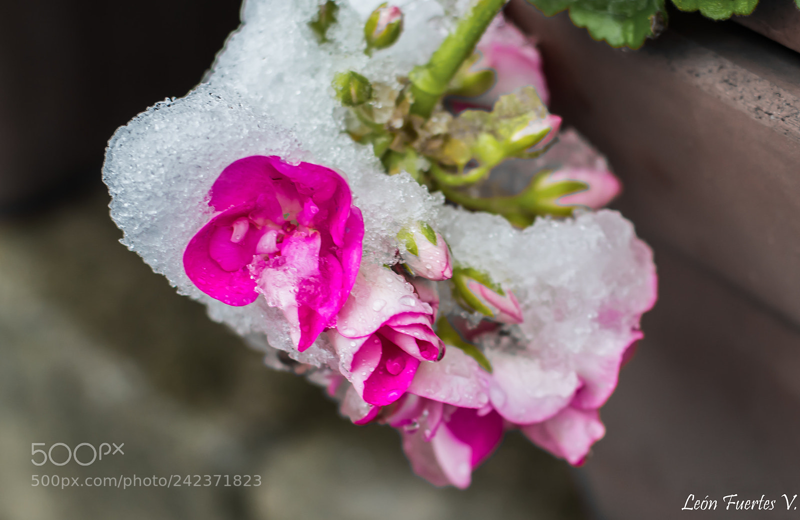 Nikon D7500 sample photo. Flor helada. frozen flower photography