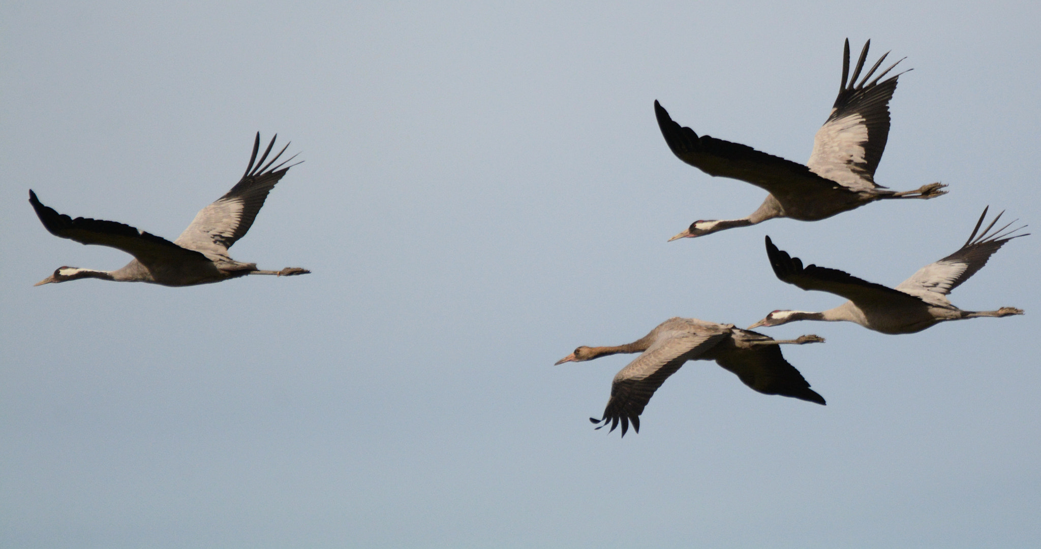 Nikon D7100 sample photo. Common crane photography