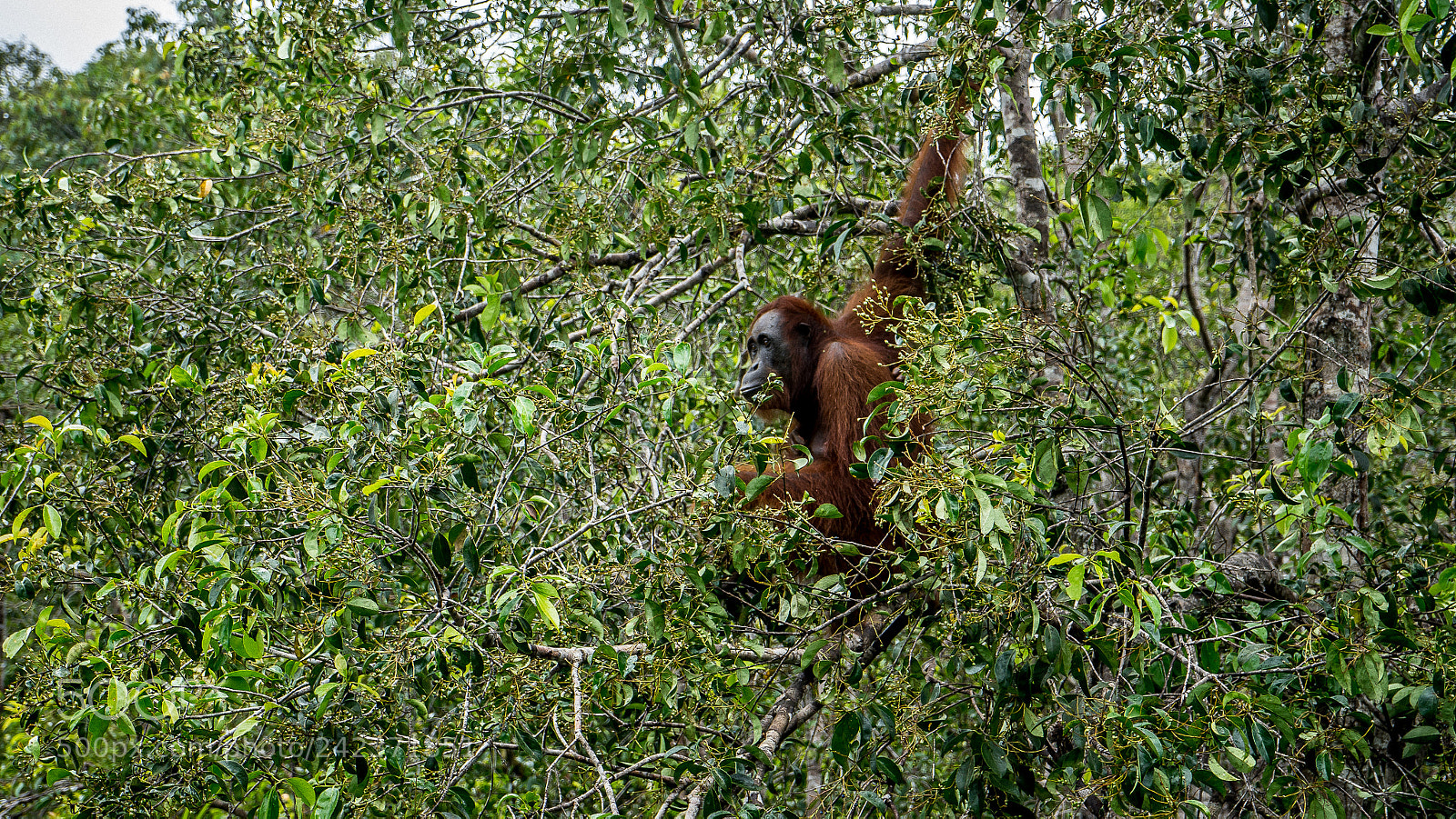 Sony a7 sample photo. Orangutan curiously starring us photography