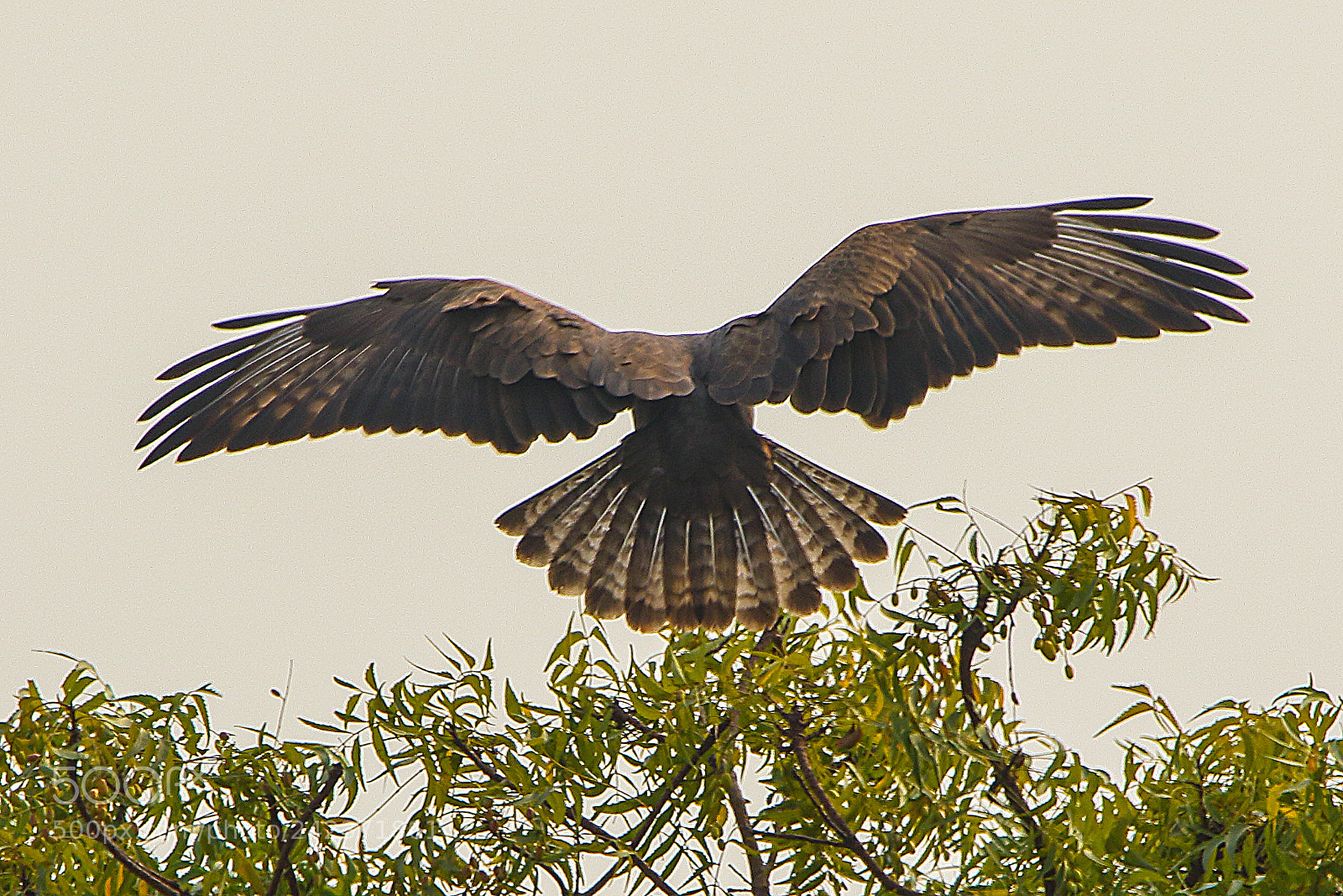 Canon EOS 7D Mark II sample photo. Landing photography