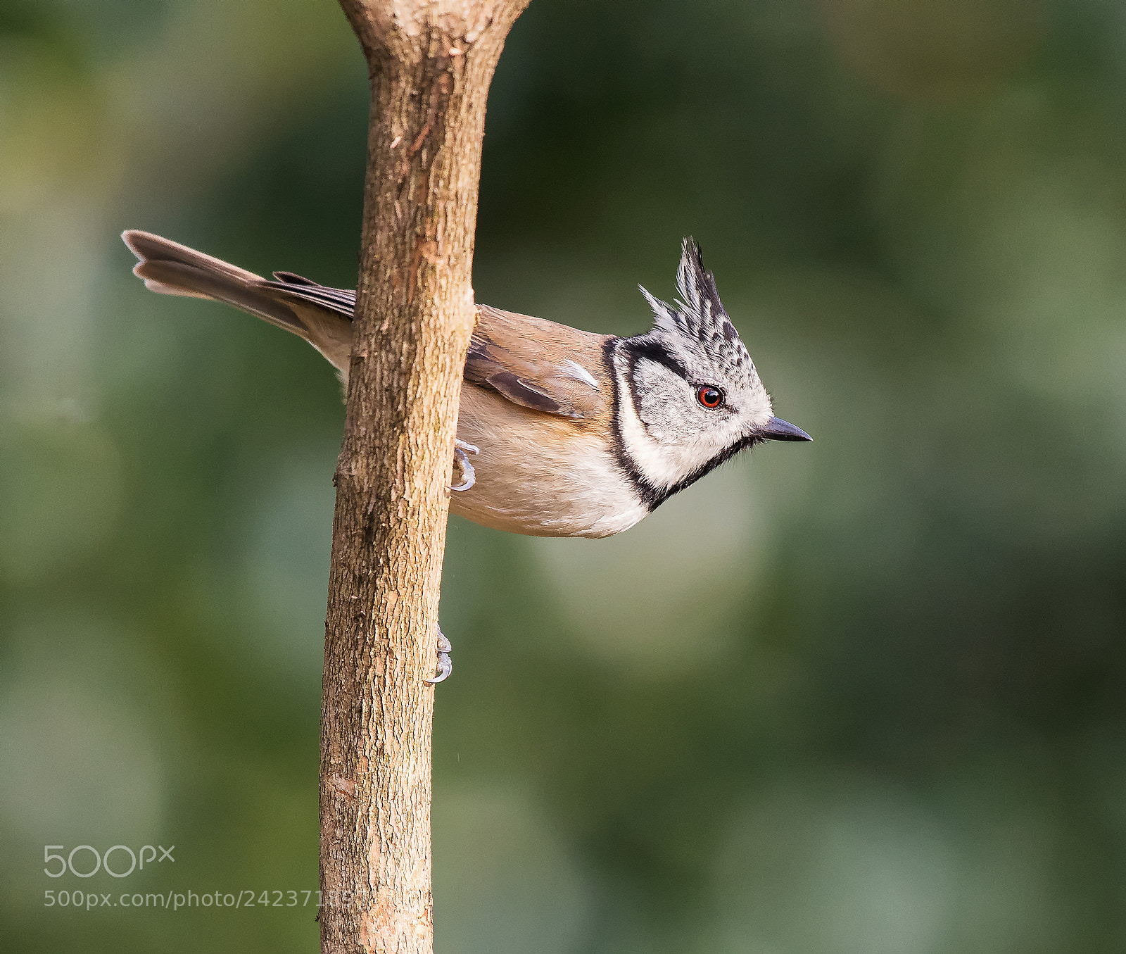 Nikon D500 sample photo. Crested tit photography