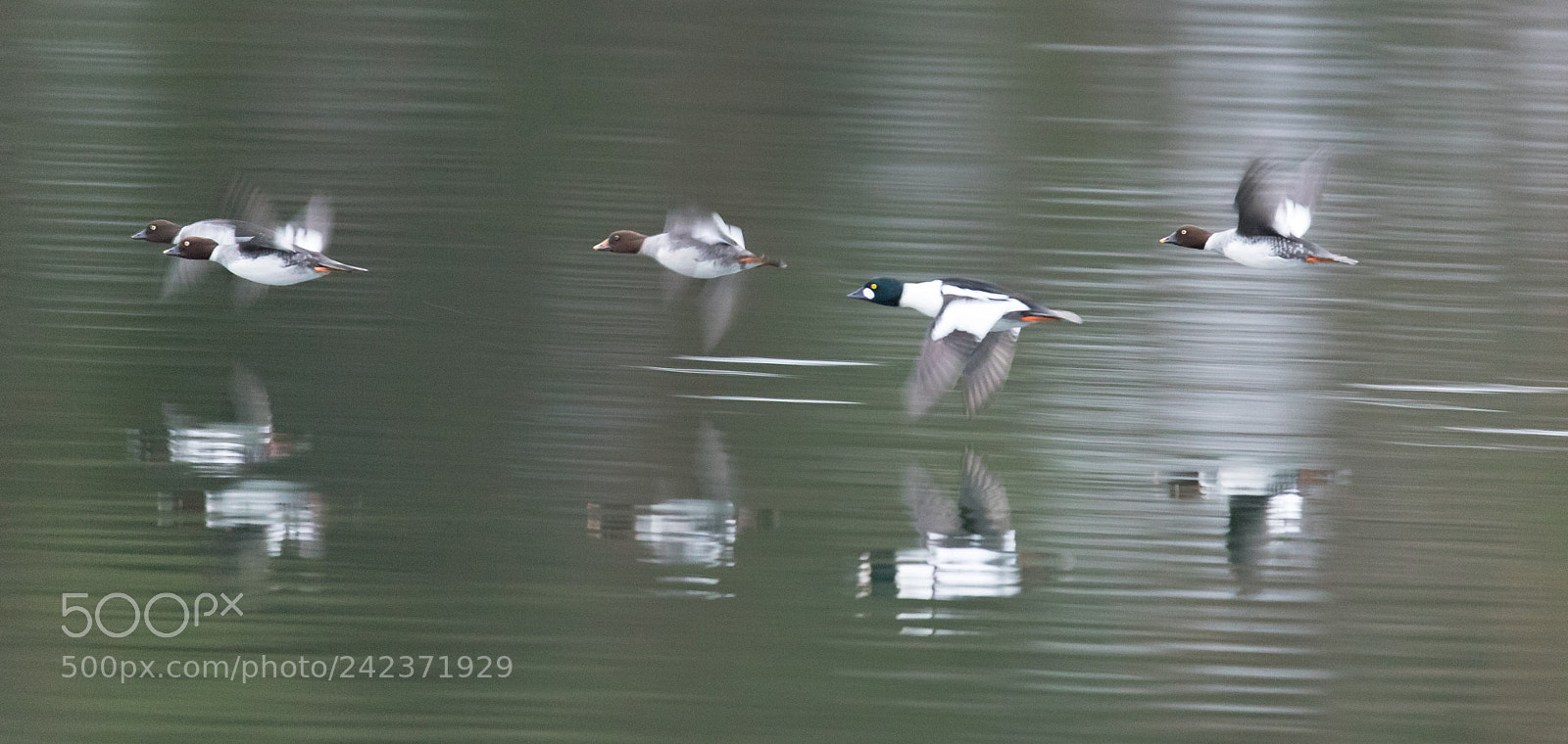 Canon EOS 6D Mark II sample photo. Common goldeneyes in flight photography