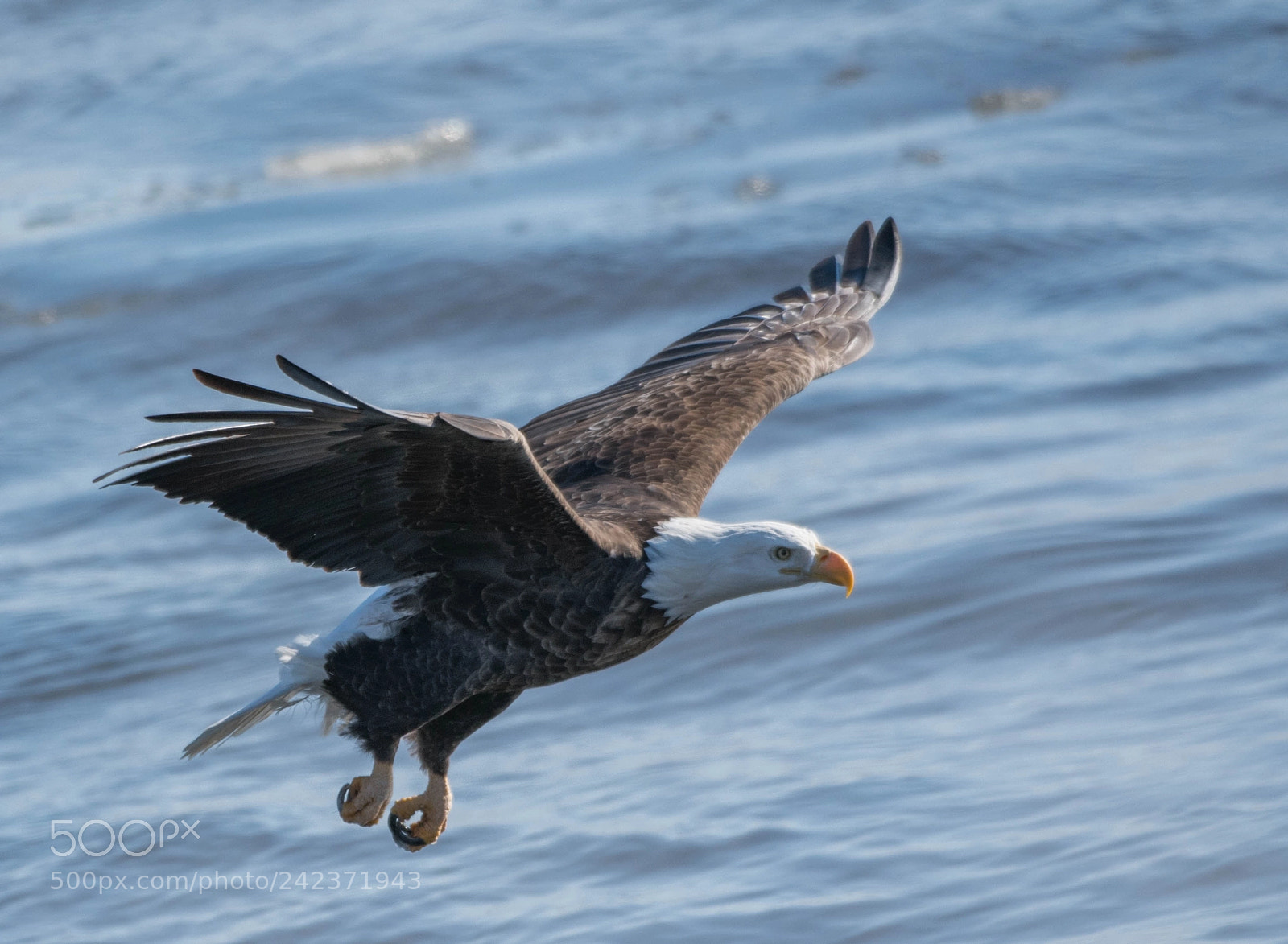 Nikon D850 sample photo. Landing gear down! photography
