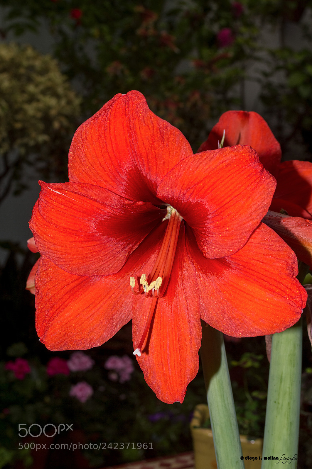 Nikon D3200 sample photo. Amarillis photography