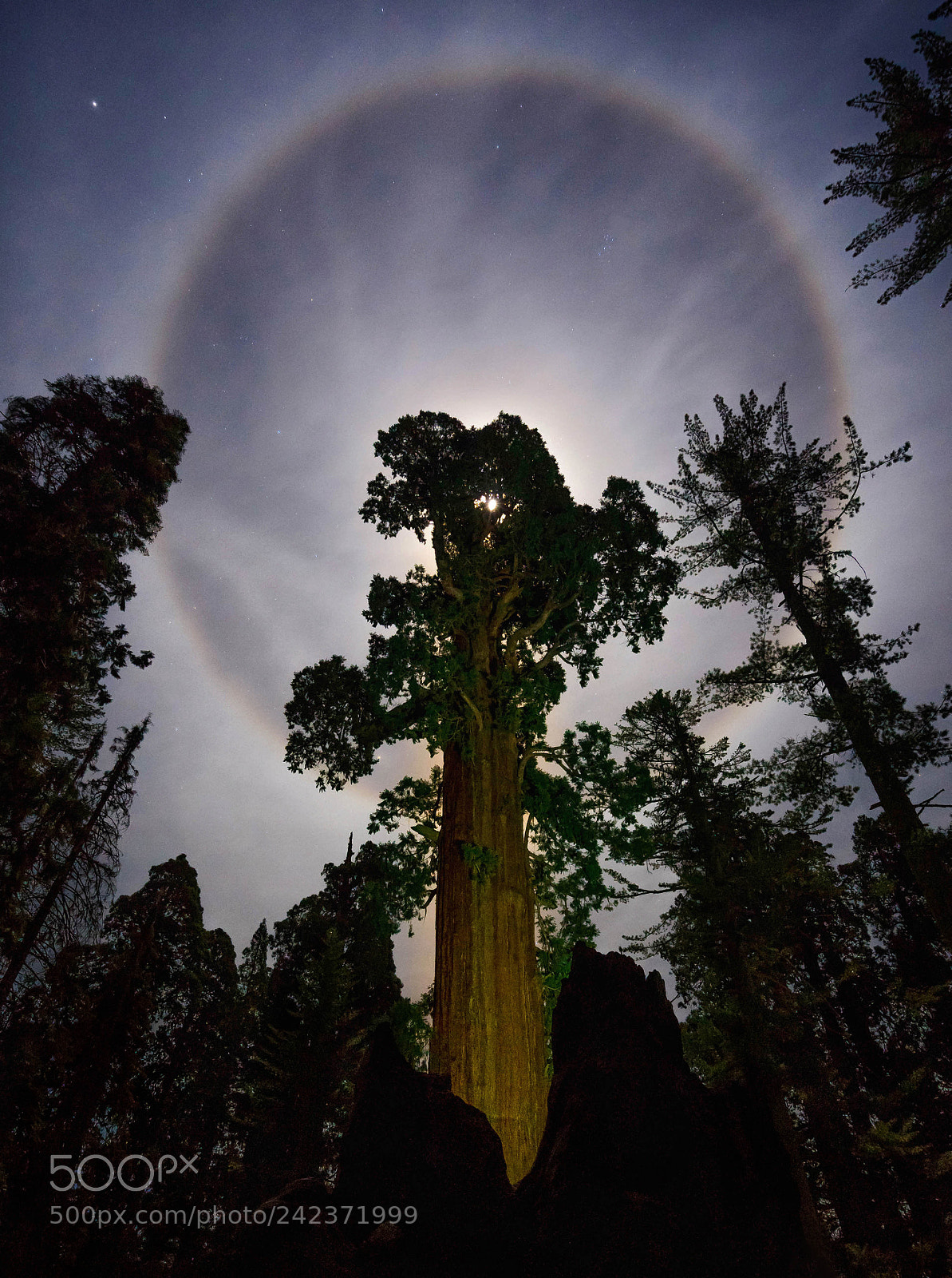 Sony a7 II sample photo. Sequoia moon bow photography