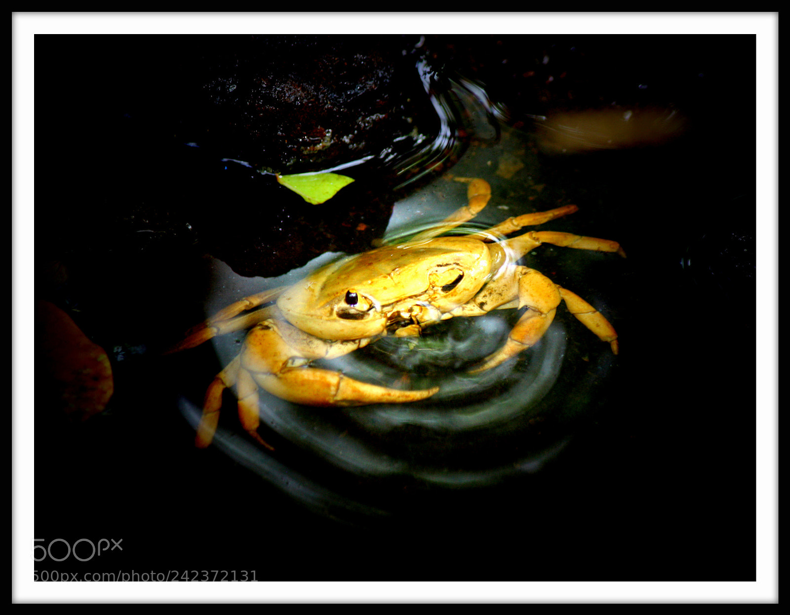 Canon EOS 450D (EOS Rebel XSi / EOS Kiss X2) sample photo. Crab waves photography