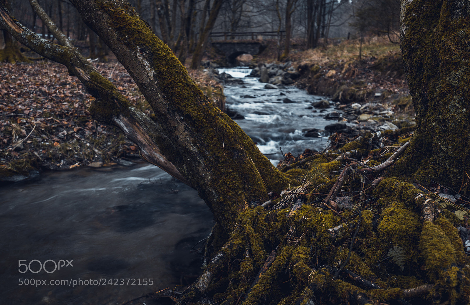 Canon EOS 6D Mark II sample photo. Leaning tree photography