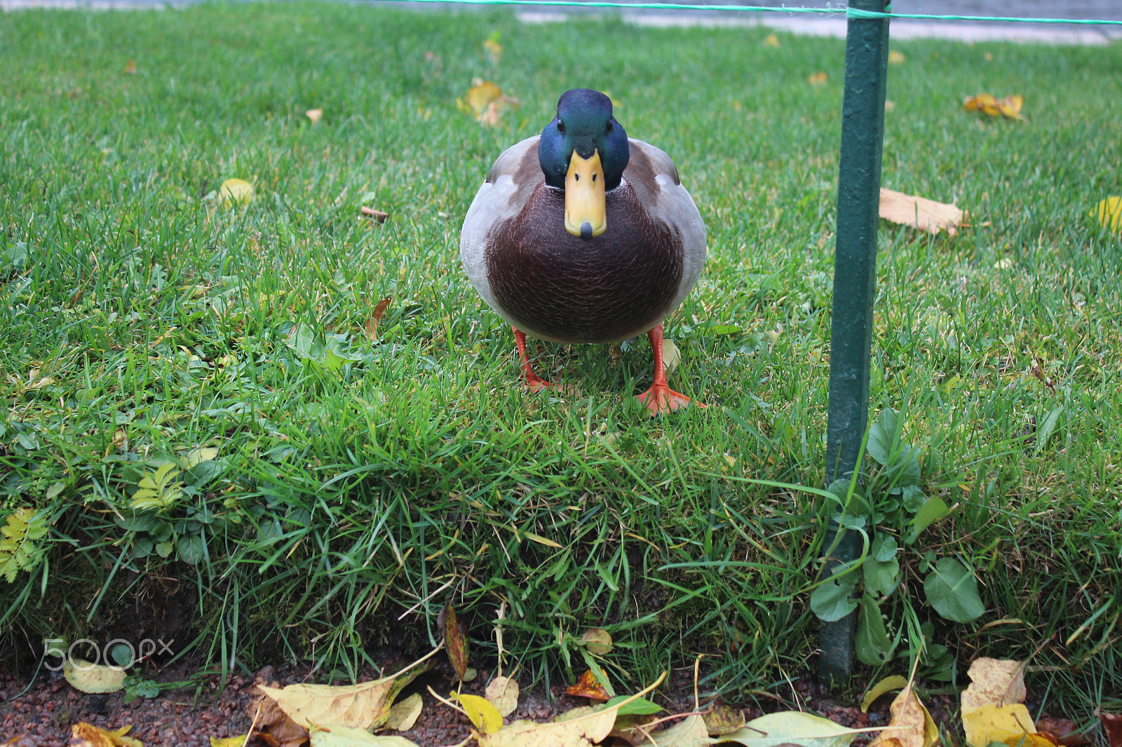 Canon EF-S 18-55mm F3.5-5.6 IS sample photo. Duck photography