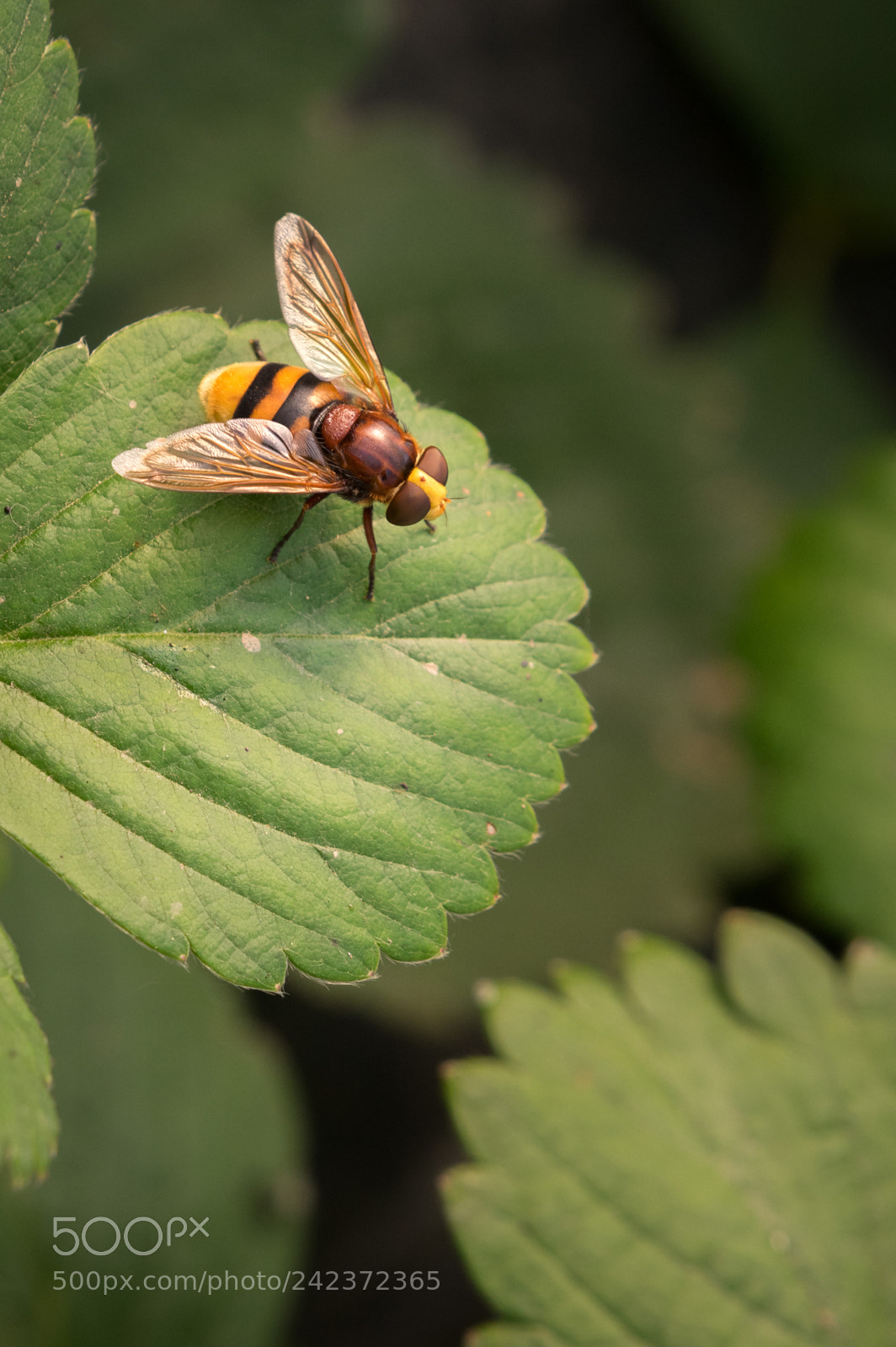 Pentax K-3 sample photo. Volucelle zon e volucella photography
