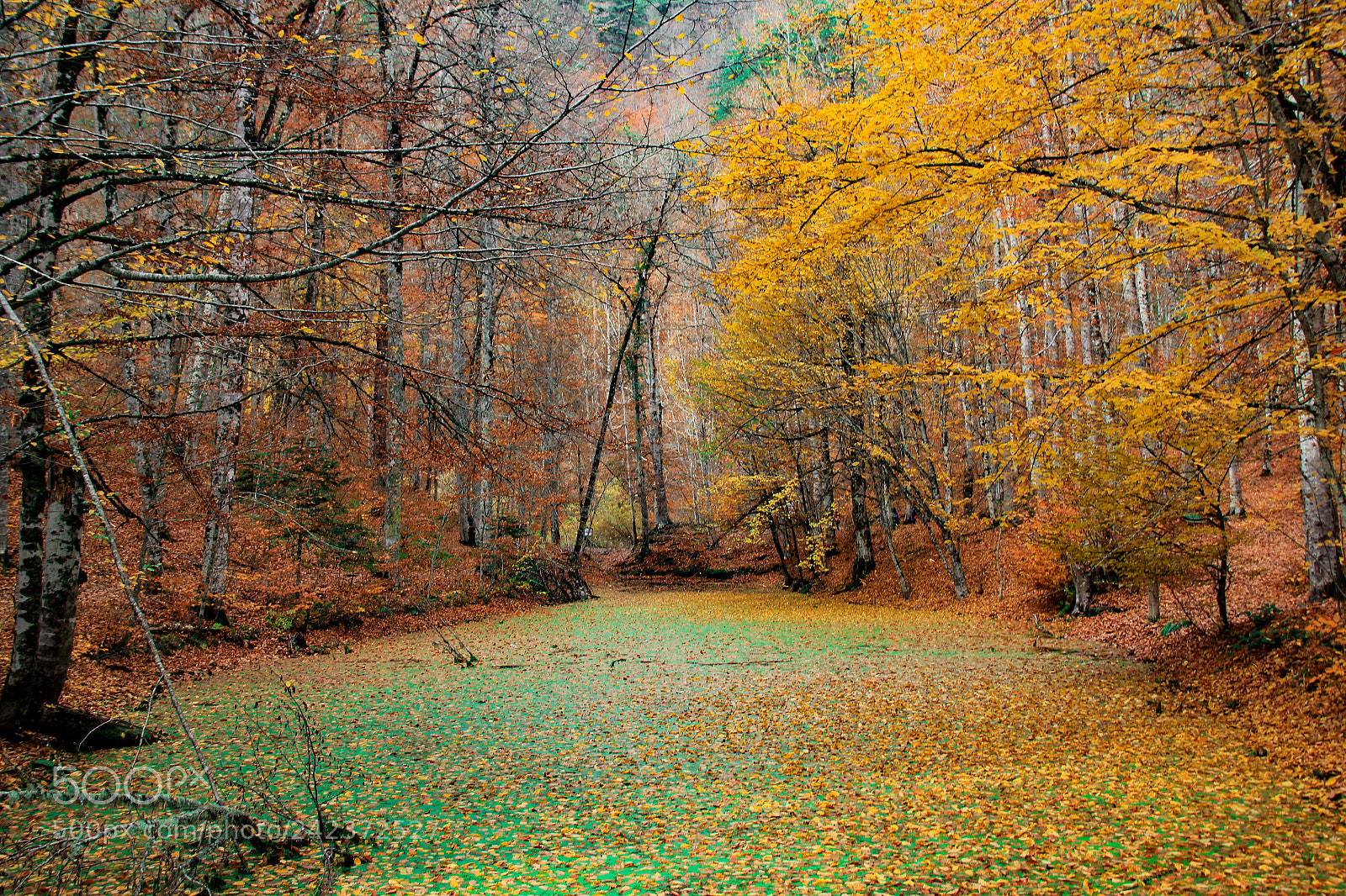 Canon EOS 60D sample photo. Yedigoller photography