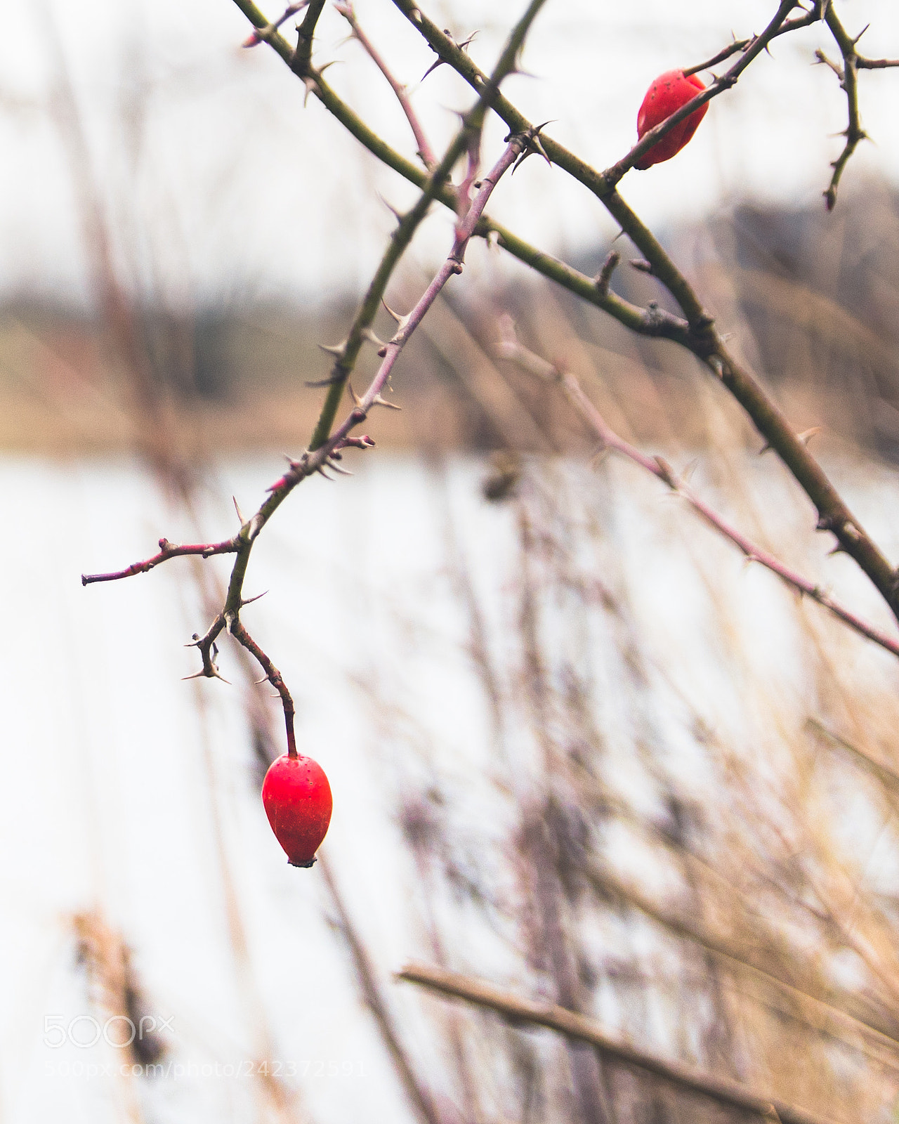Canon EOS 1300D (EOS Rebel T6 / EOS Kiss X80) sample photo. Morning walk in tyniec photography