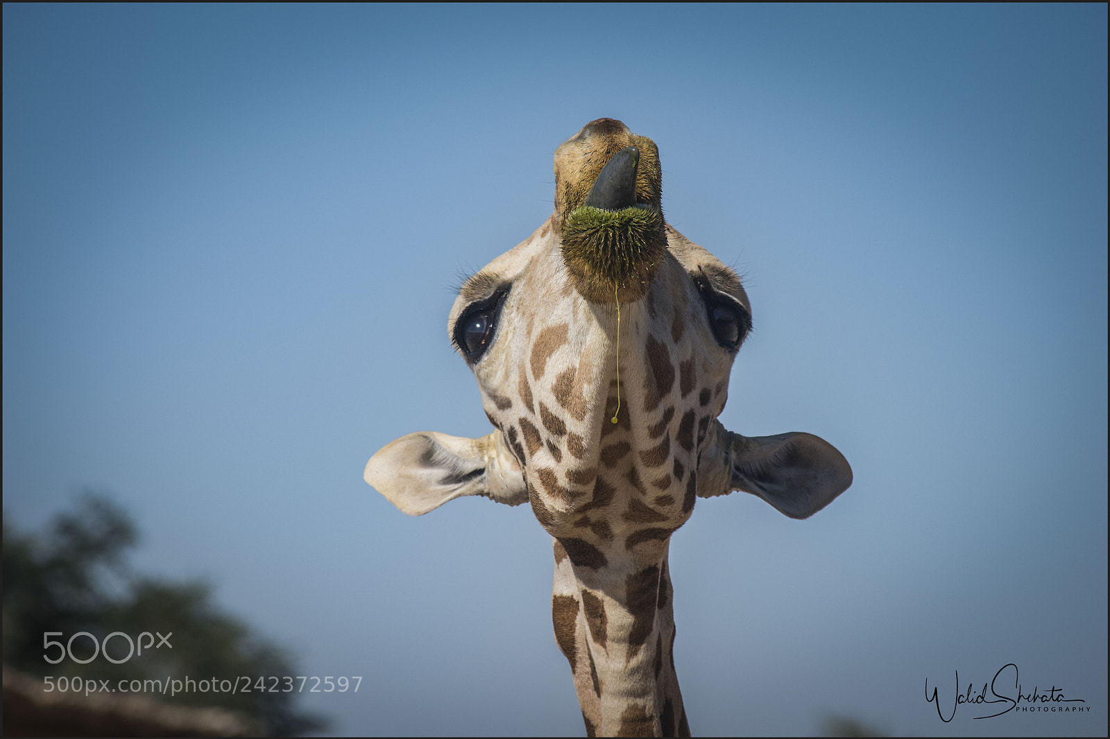 Nikon D5500 sample photo. Giraffe photography