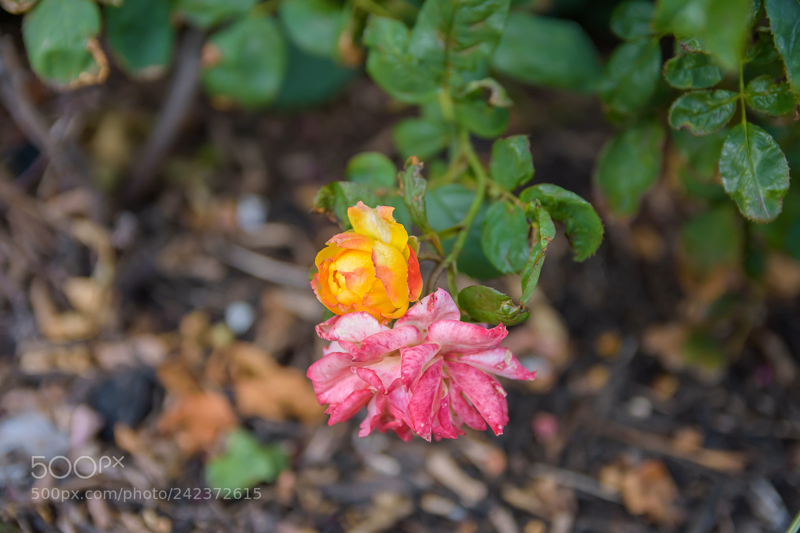 Nikon D7200 sample photo. Roses - yellow and photography