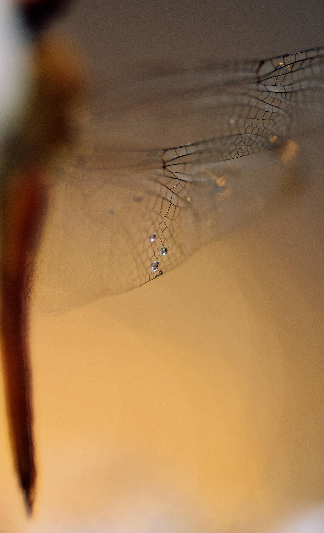 Nikon AF-S Micro-Nikkor 105mm F2.8G IF-ED VR sample photo