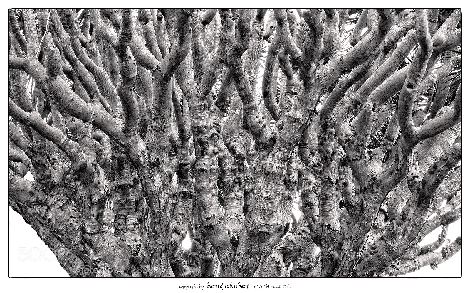 Sony Cyber-shot DSC-RX10 III sample photo. Beauty tree photography