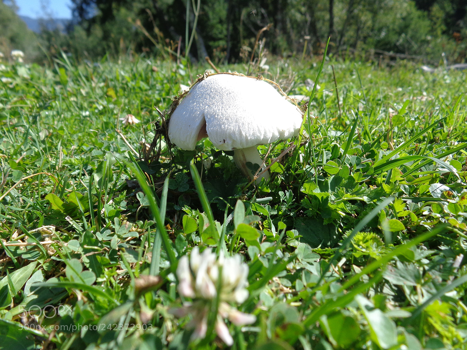 Sony Cyber-shot DSC-W730 sample photo. Mushroom photography