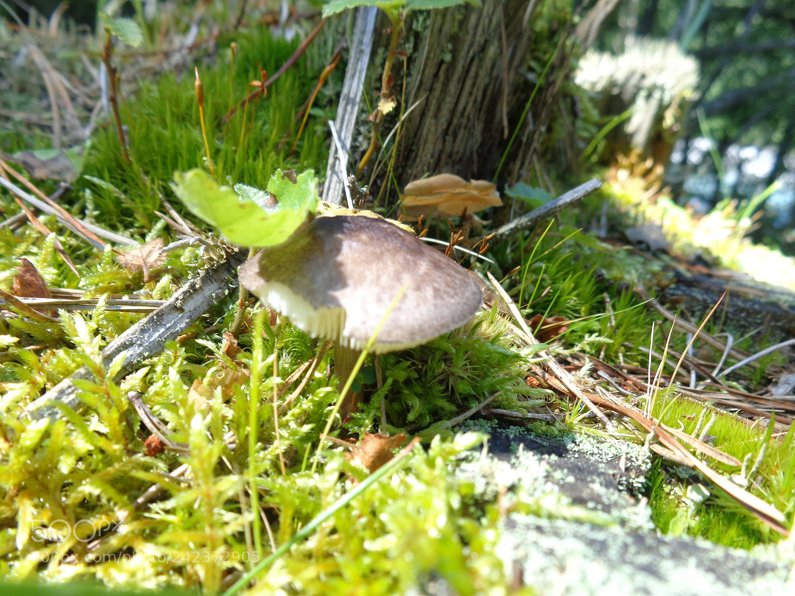 Sony Cyber-shot DSC-W730 sample photo. Mushroom photography