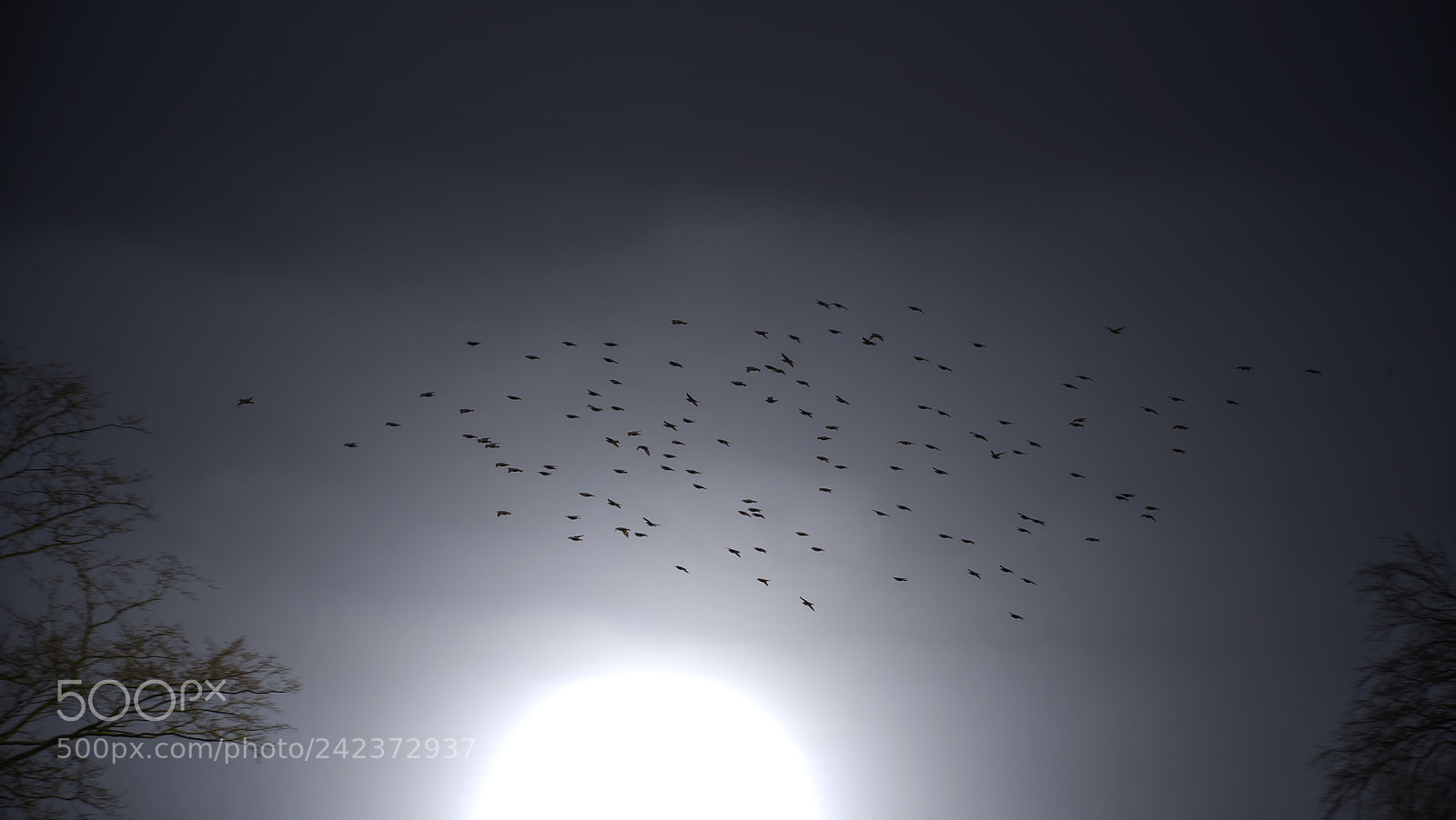 Nikon D700 sample photo. A birds in the photography