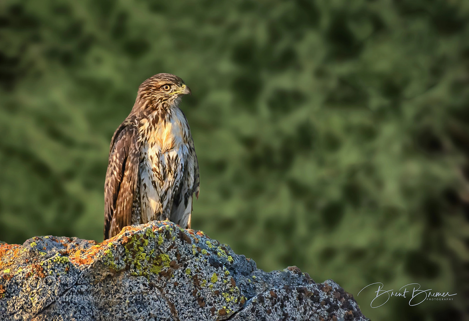 Nikon D7100 sample photo. Hawk on rock at photography