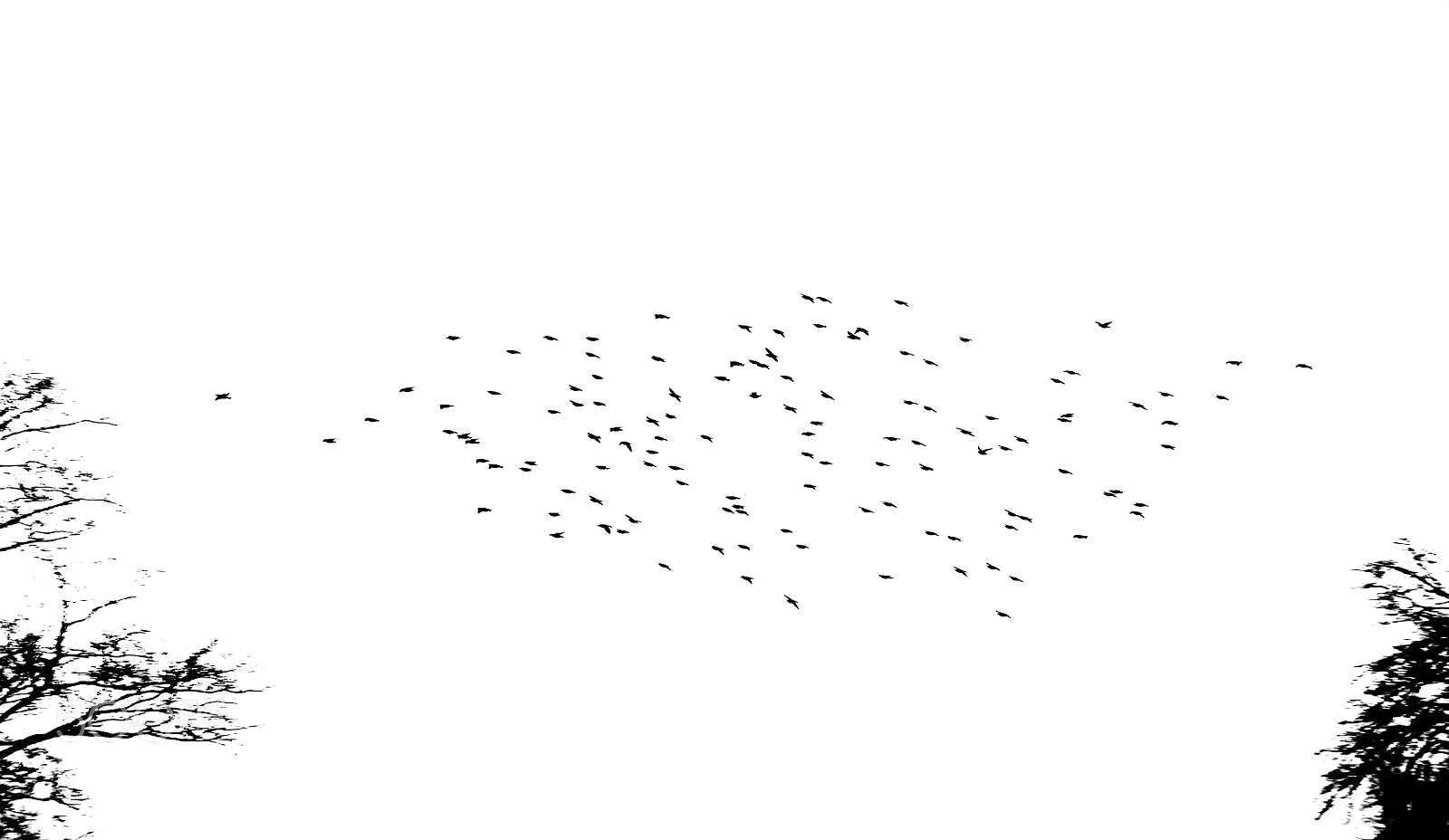 Nikon D700 sample photo. A birds in the photography