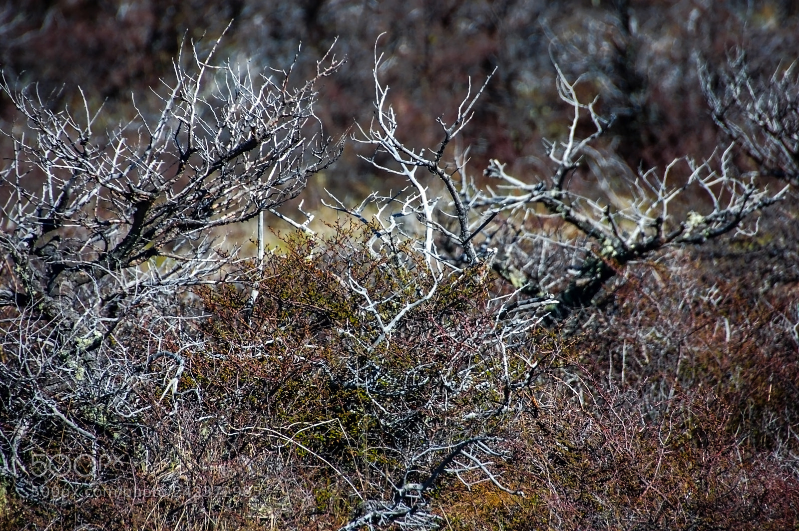 Nikon D50 sample photo. Bushes and branches... photography
