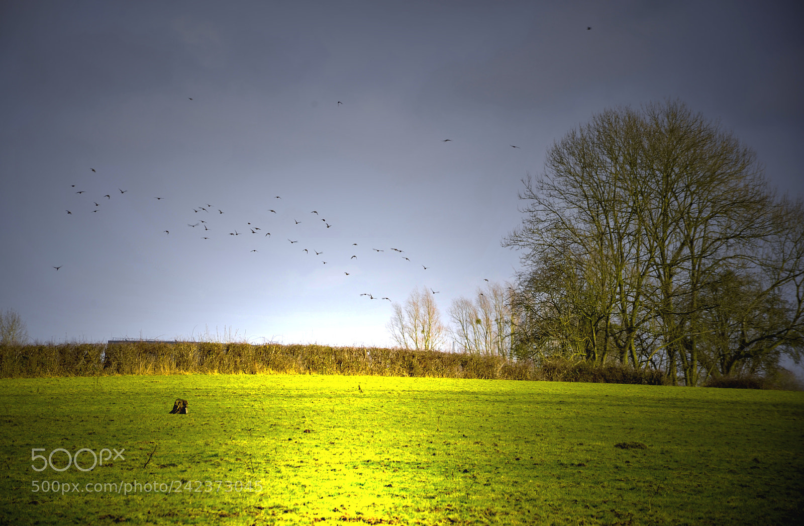 Nikon D700 sample photo. A birds in the photography