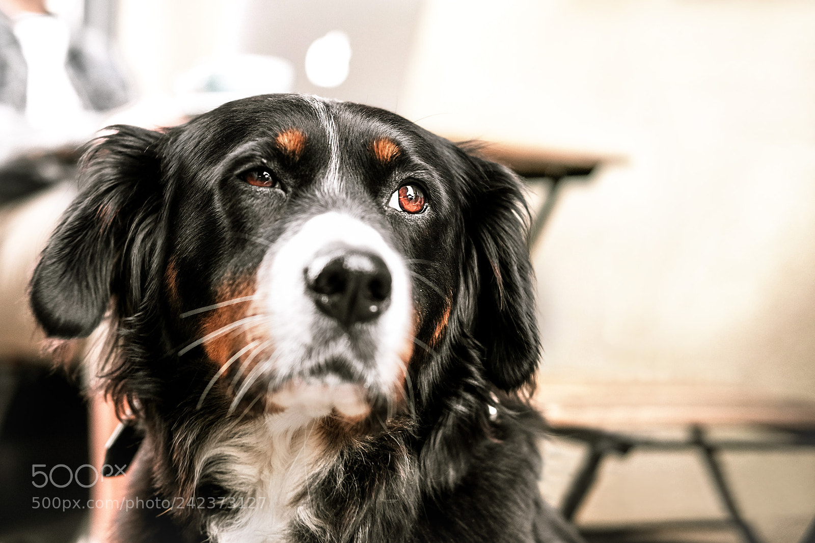 Fujifilm X-T10 sample photo. A mountain dog looking photography