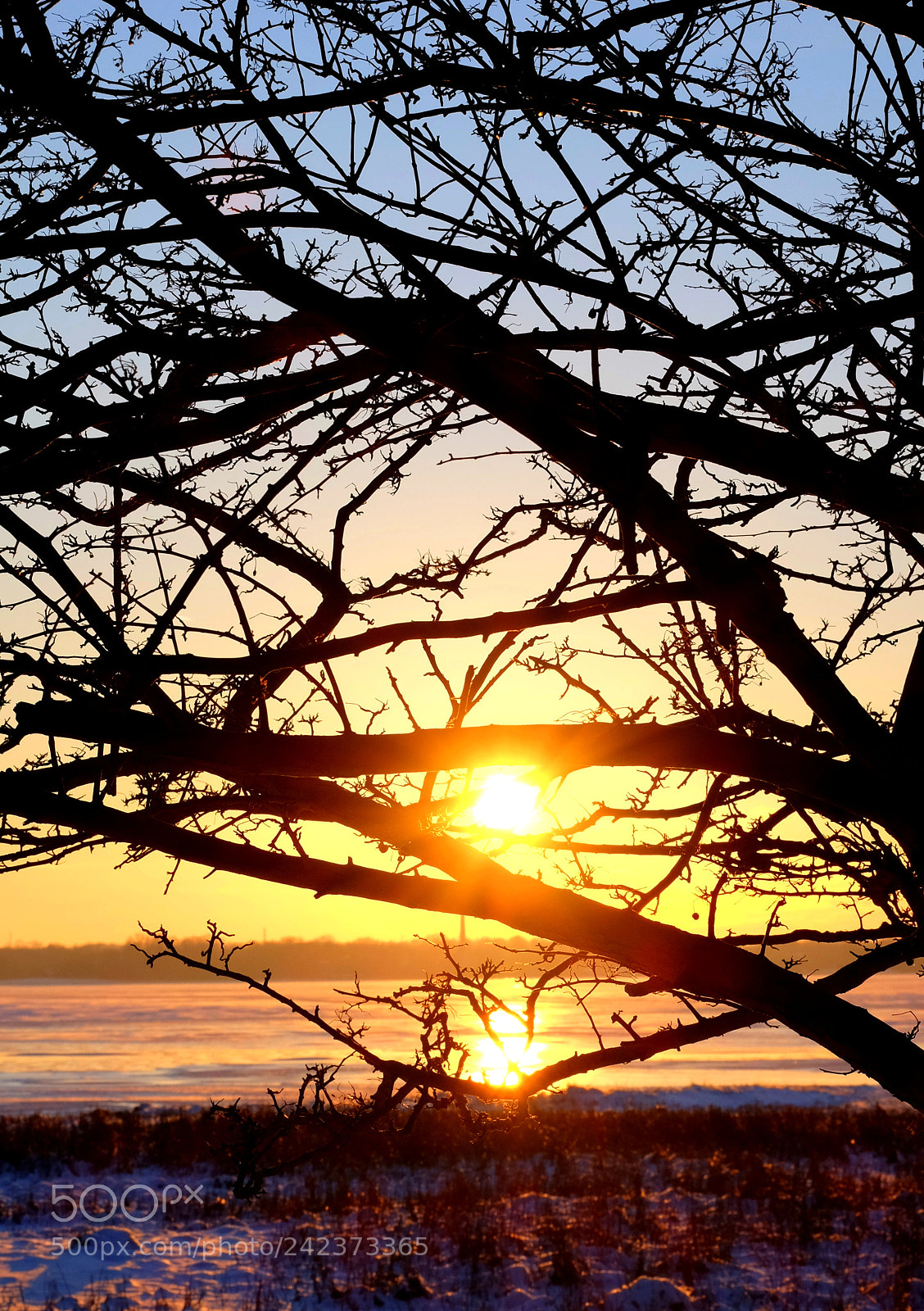 Fujifilm X-M1 sample photo. Sun through the branch photography