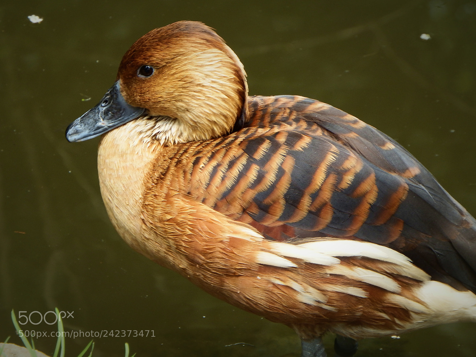 Fujifilm FinePix SL1000 sample photo. Duck photography