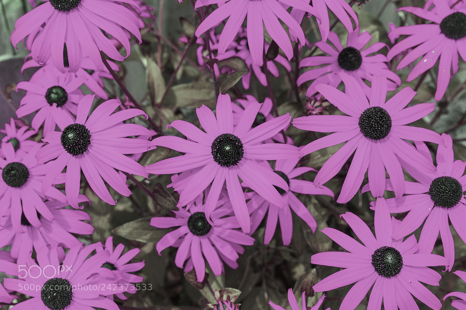 Nikon D3200 sample photo. Pink flowers photography