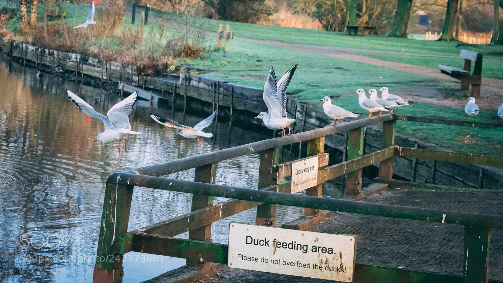 Nikon D3400 sample photo. Take flight ?️ photography