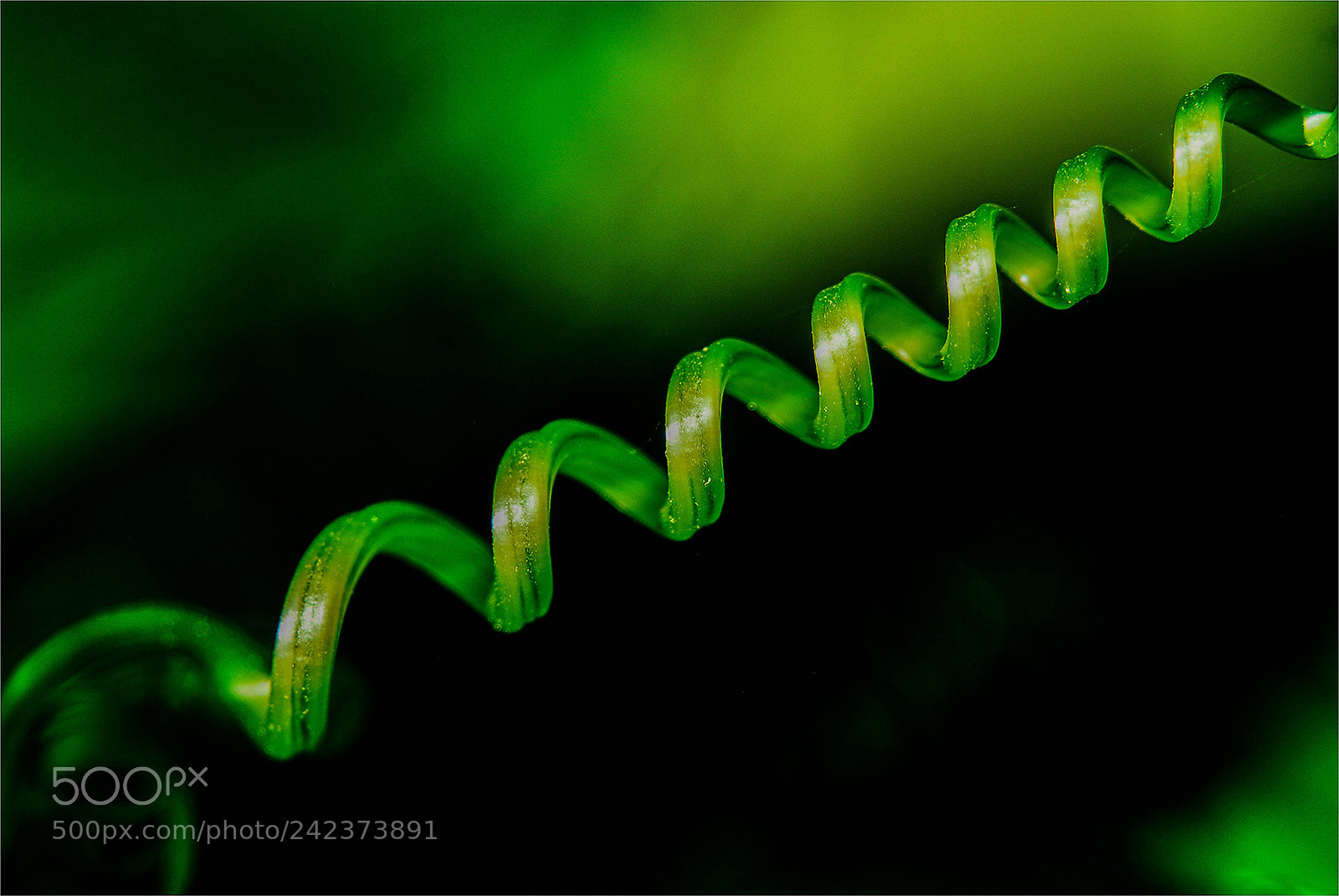 Nikon D200 sample photo. Twirl of nature photography