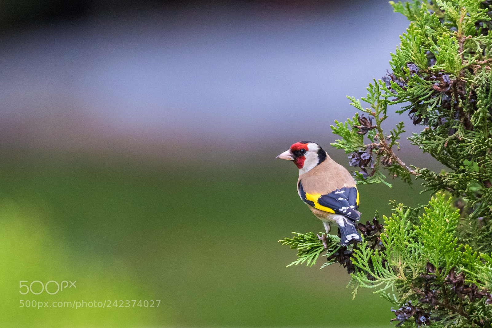 Canon EOS 7D Mark II sample photo. Looking around photography