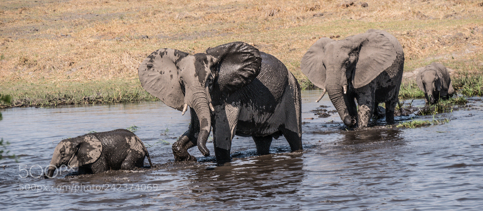 Panasonic DMC-G70 sample photo. Elephants family photography