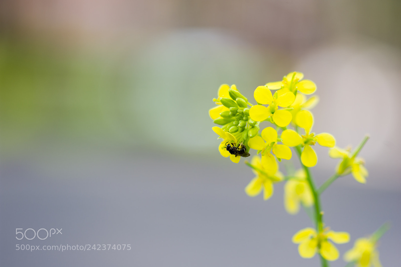 Nikon D7200 sample photo. Flowers photography