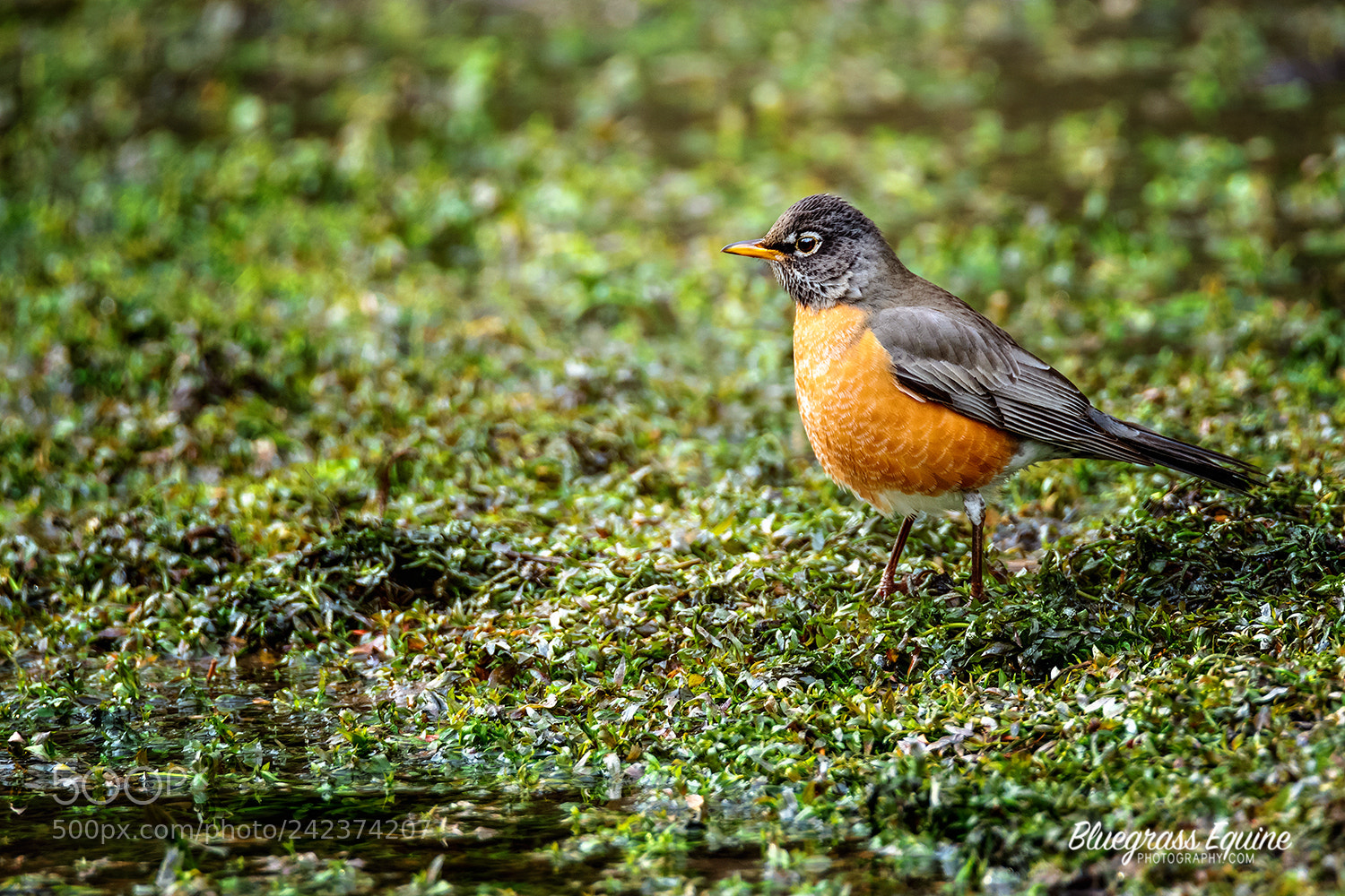 Nikon D850 sample photo. Winter robin photography