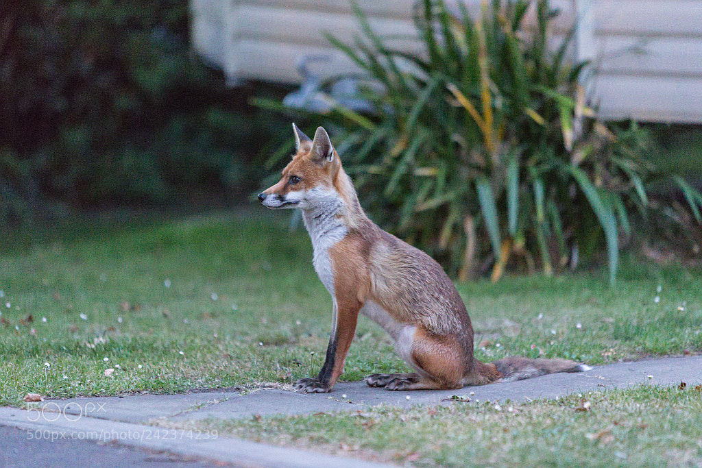 Canon EOS-1D X sample photo. Fox photography