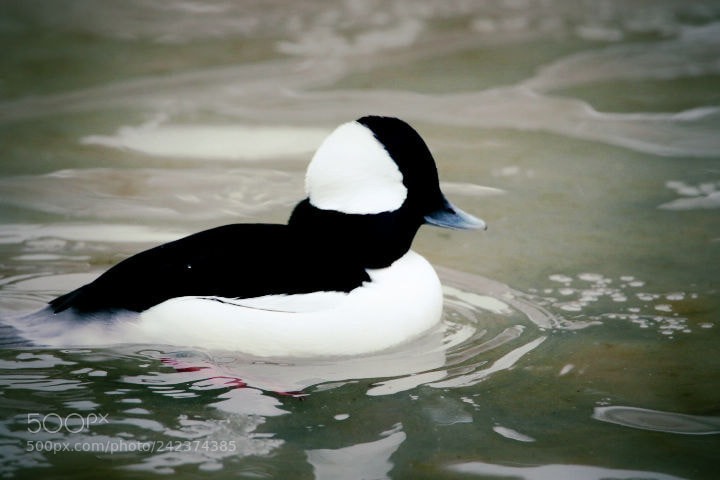 Canon EOS 7D Mark II sample photo. Birds in winter photography