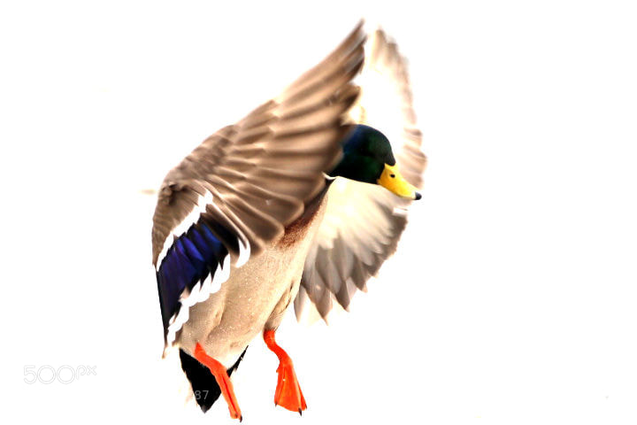 Canon EOS 7D Mark II sample photo. Birds in winter photography