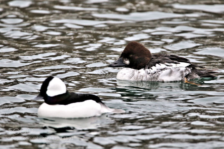 Canon EOS 7D Mark II sample photo. Birds in winter photography
