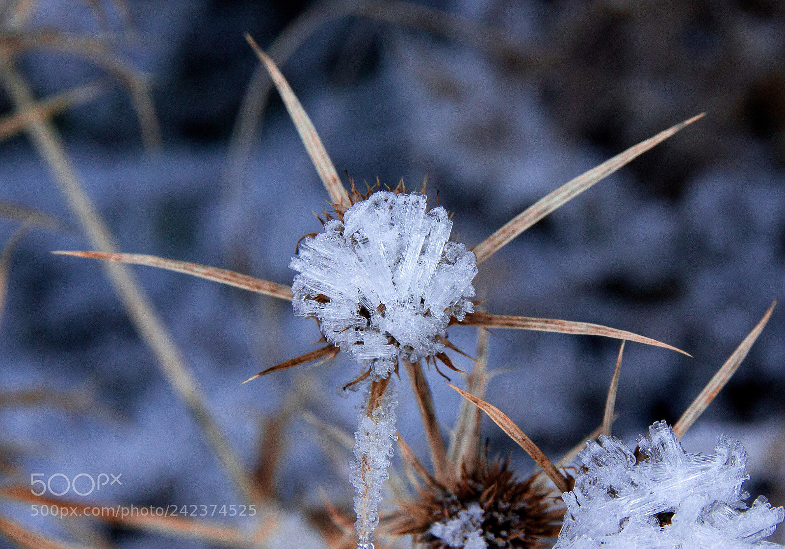 Canon EOS 550D (EOS Rebel T2i / EOS Kiss X4) sample photo. Cardo helado photography
