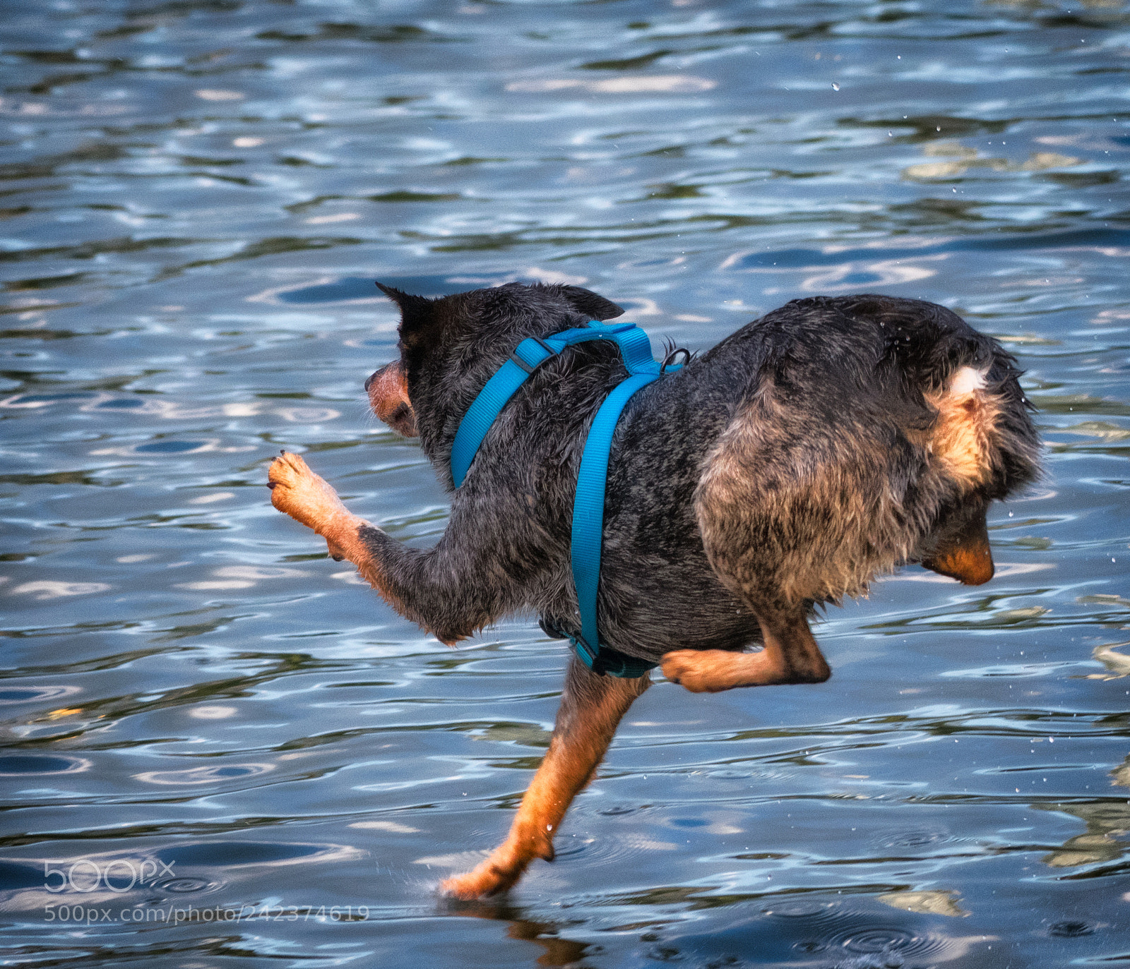 Nikon D500 sample photo. Walking on water photography