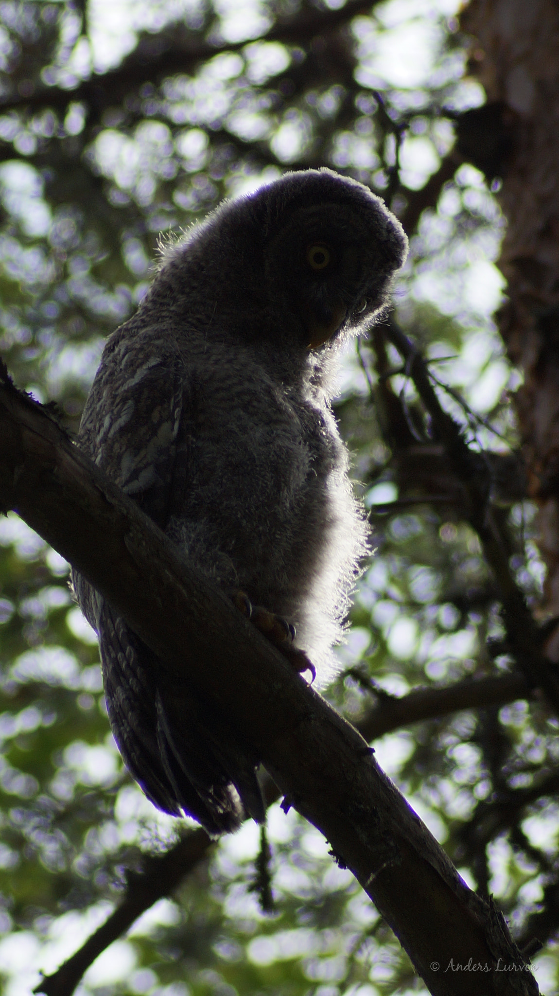 Sony 75-300mm F4.5-5.6 sample photo