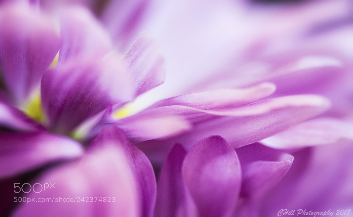 Canon EOS 650D (EOS Rebel T4i / EOS Kiss X6i) sample photo. Flower beauty photography