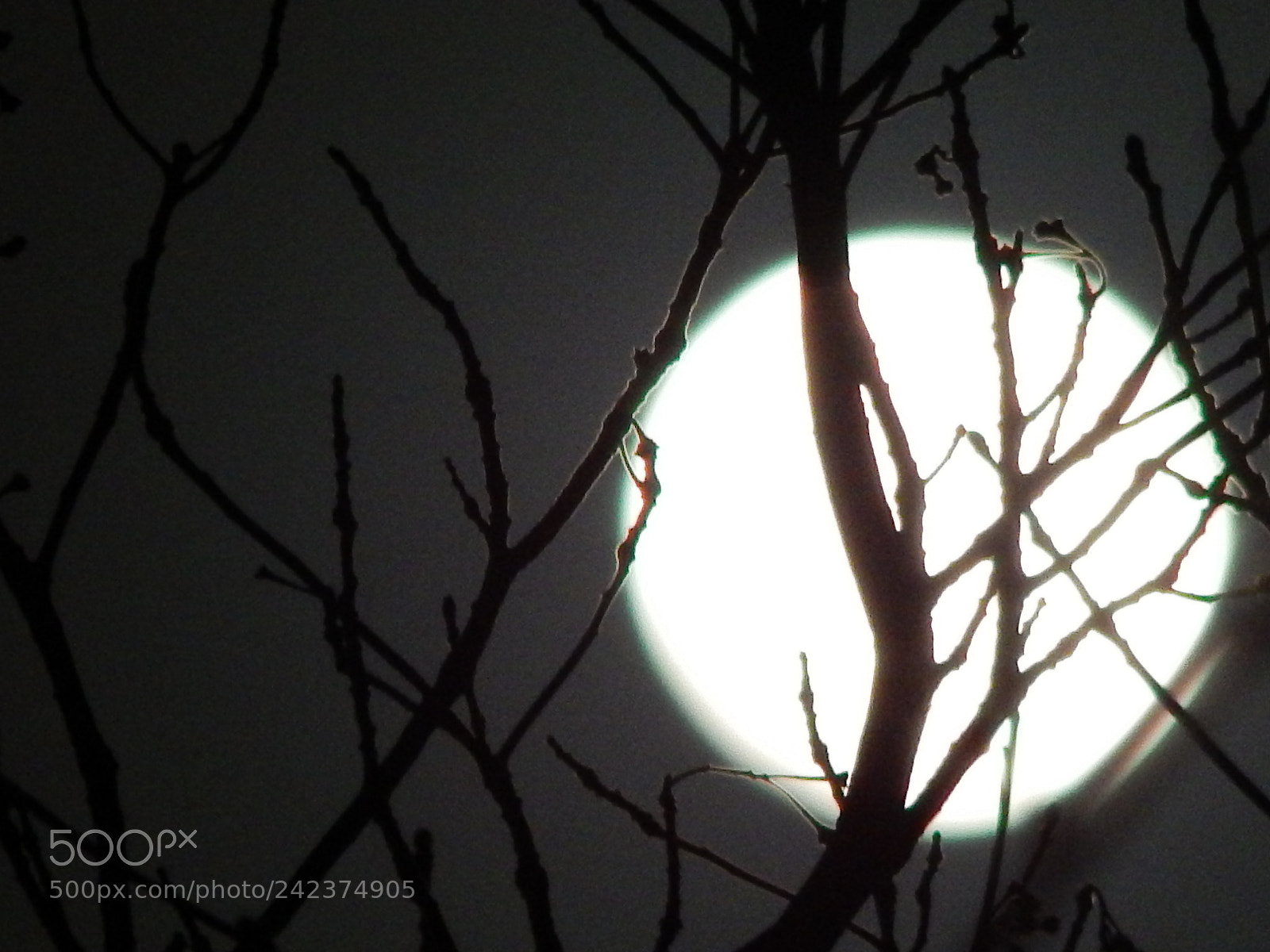Nikon Coolpix L820 sample photo. Large moon behind tree photography