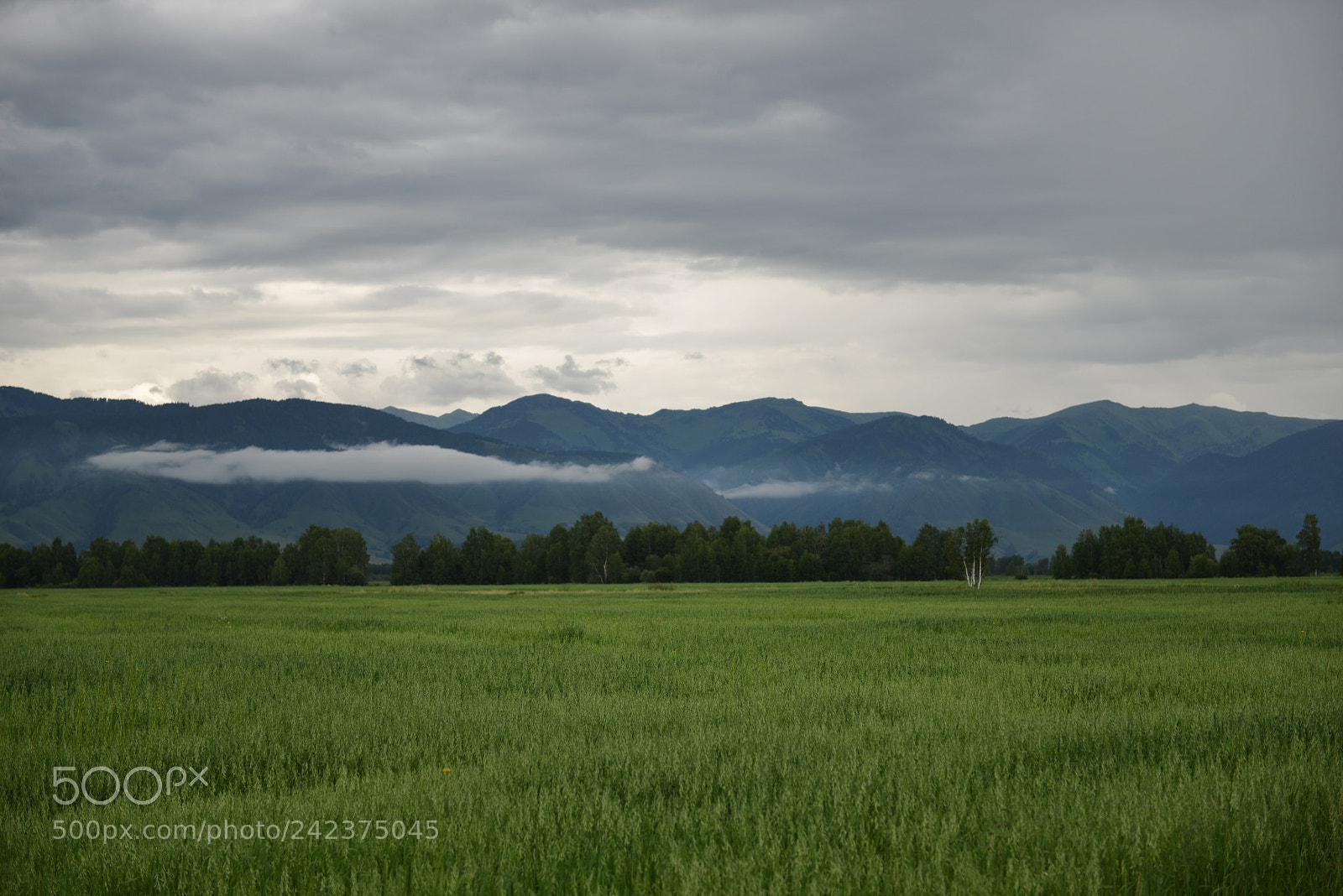 Nikon D800E sample photo. Altai photography