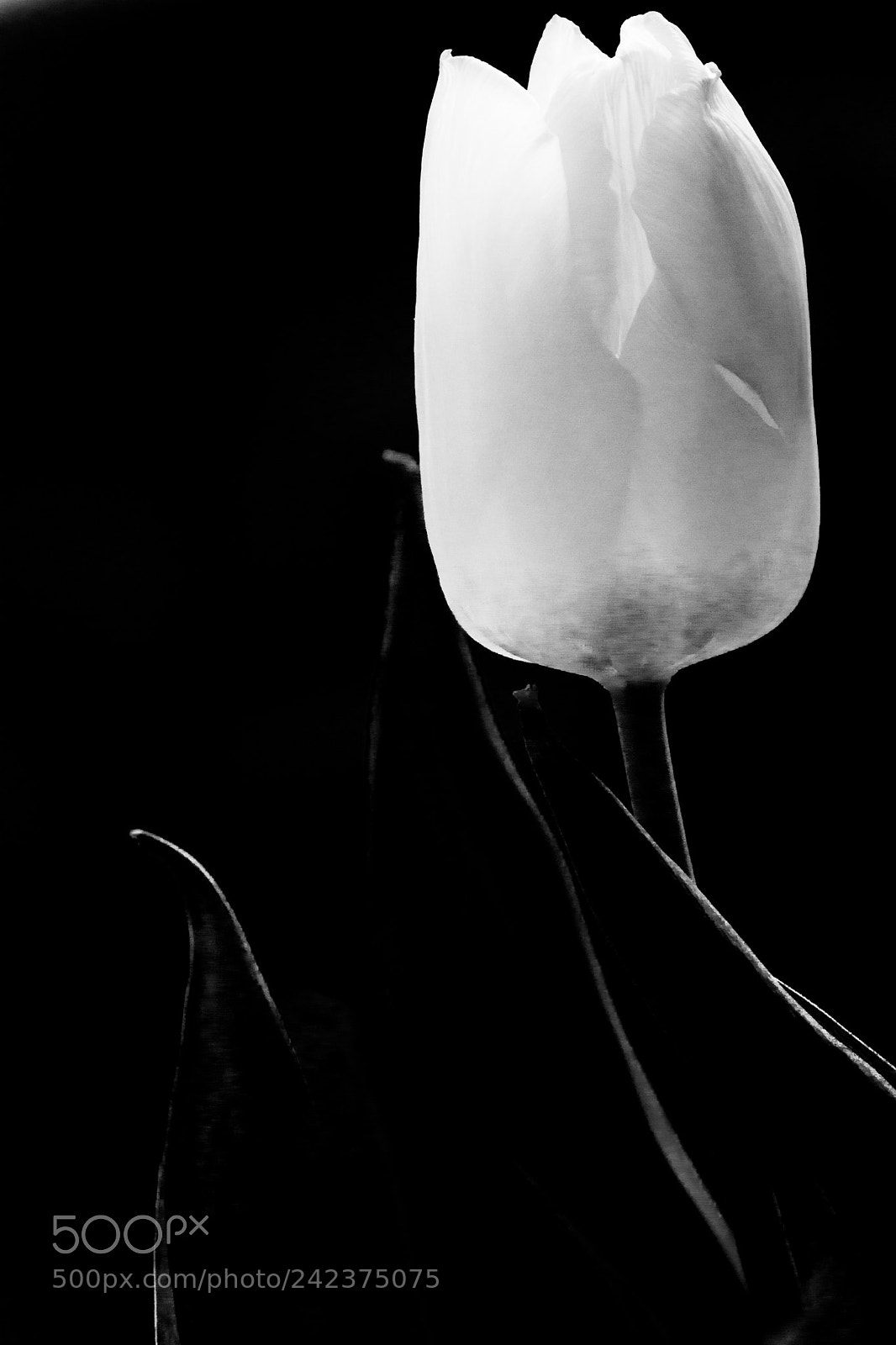Nikon D7200 sample photo. Lampion photography