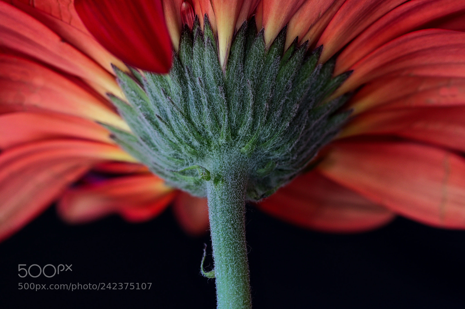 Canon EOS 77D (EOS 9000D / EOS 770D) sample photo. What lies below photography