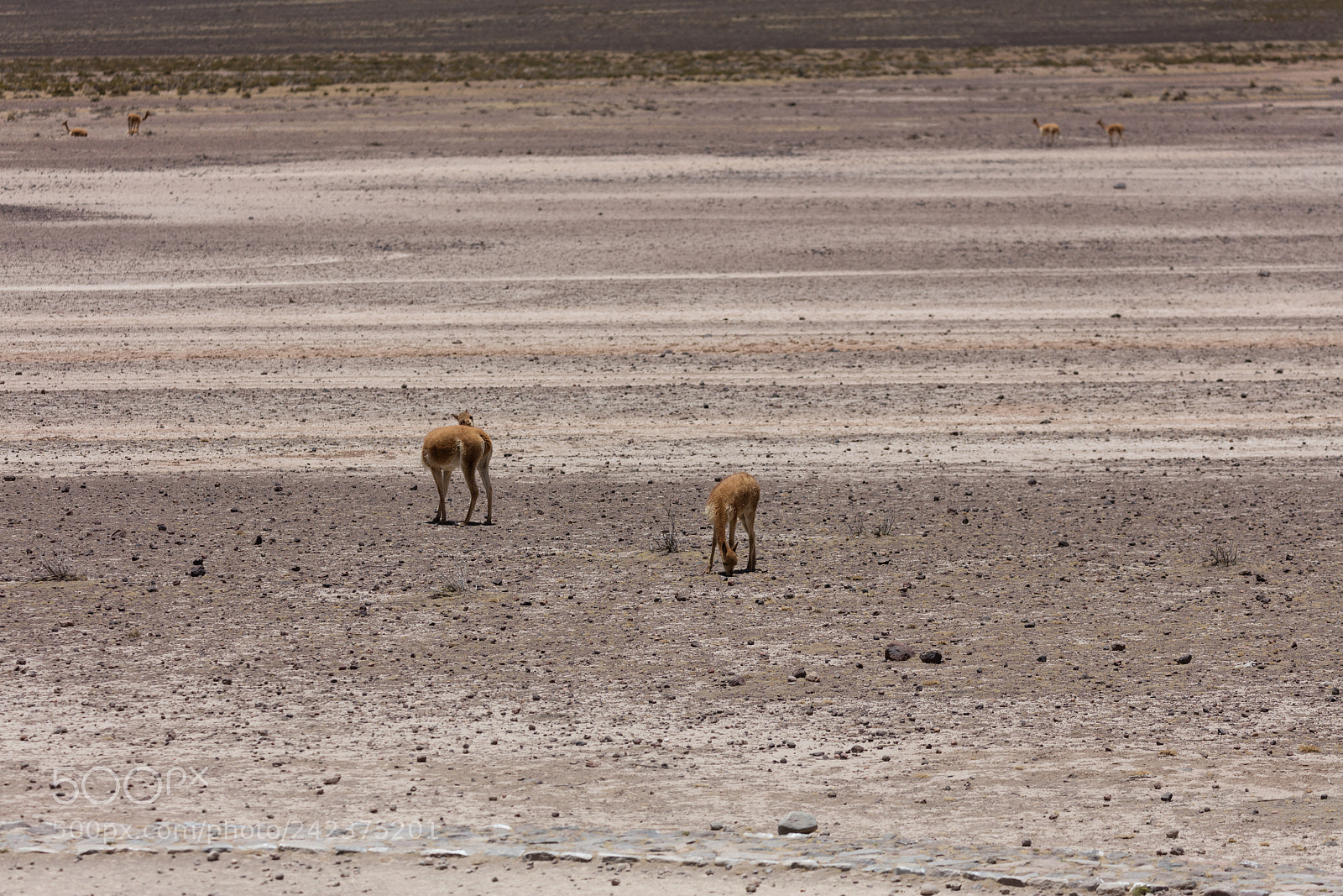 Canon EOS 5DS R sample photo. Lama vikunja (vicugna vicugna) photography