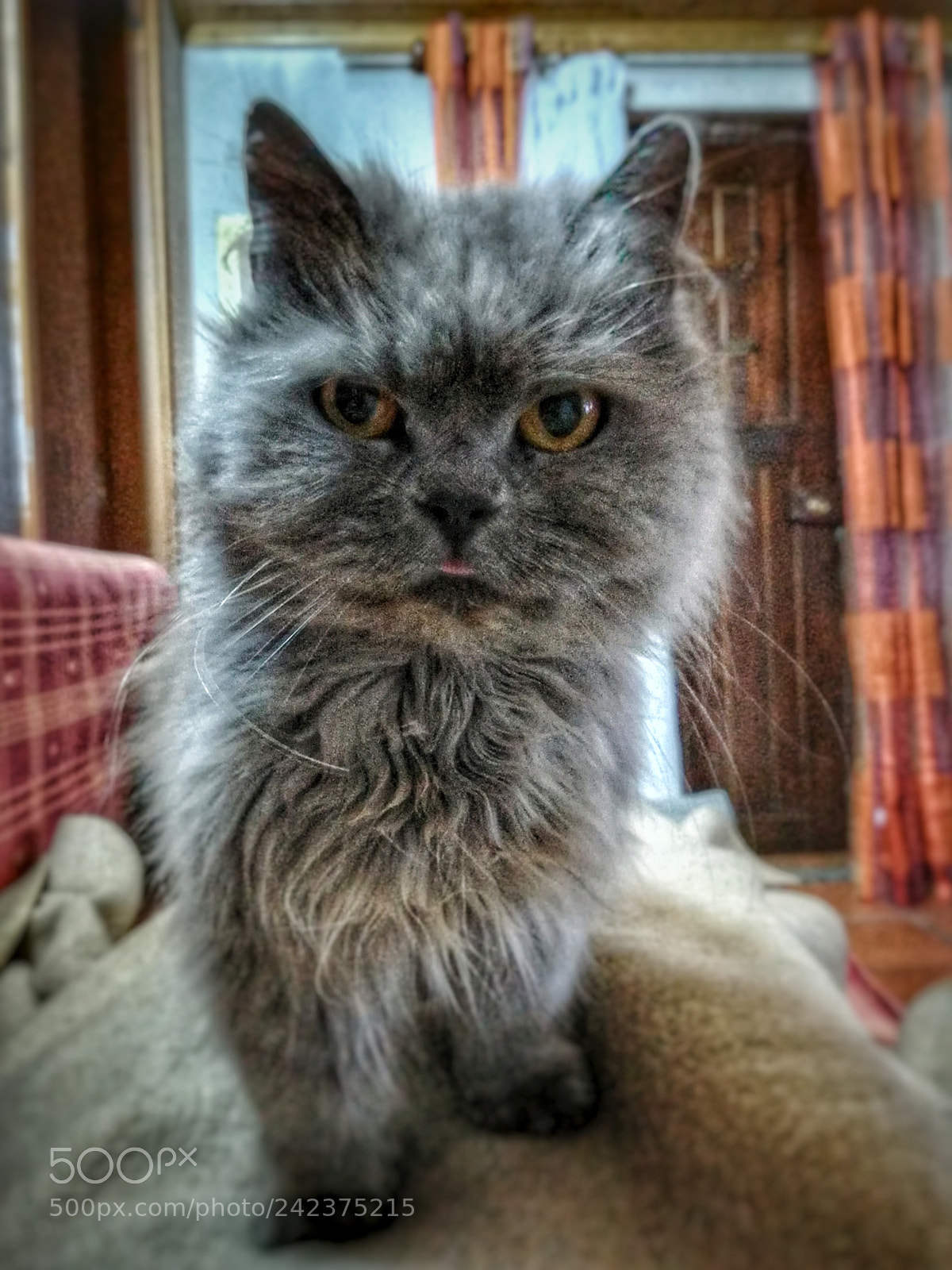 HUAWEI PRA-LX1 sample photo. Untitled photography